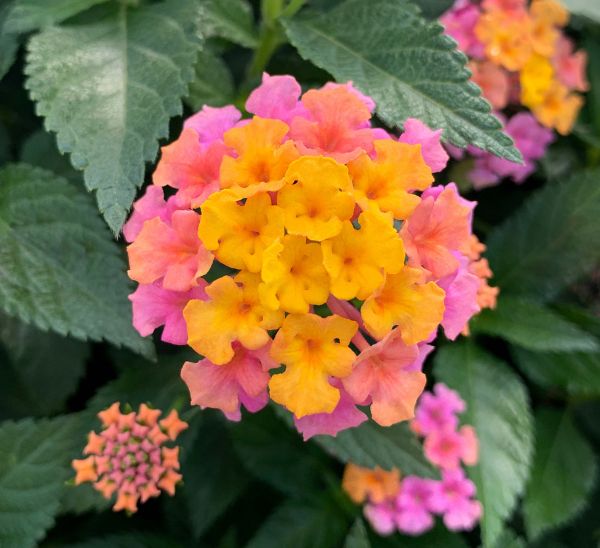 Link to All Stars® Annuals product page