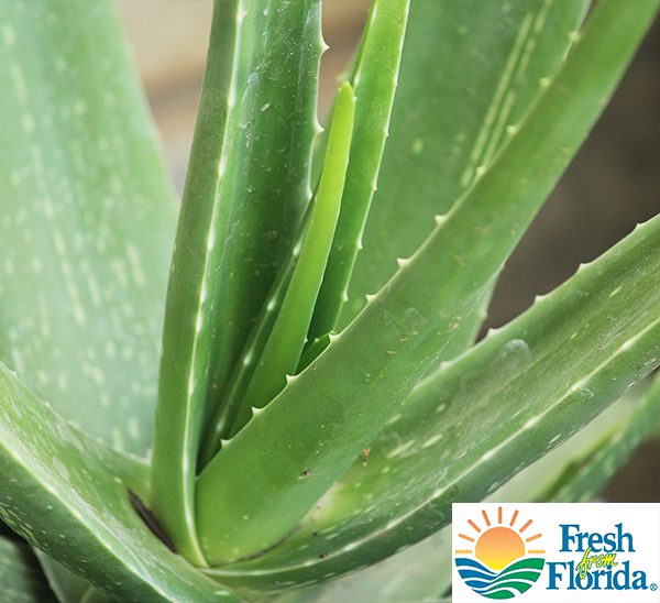 vluchtelingen markt stromen Aloe Vera Plant : Houseplants | Calloway's Nursery