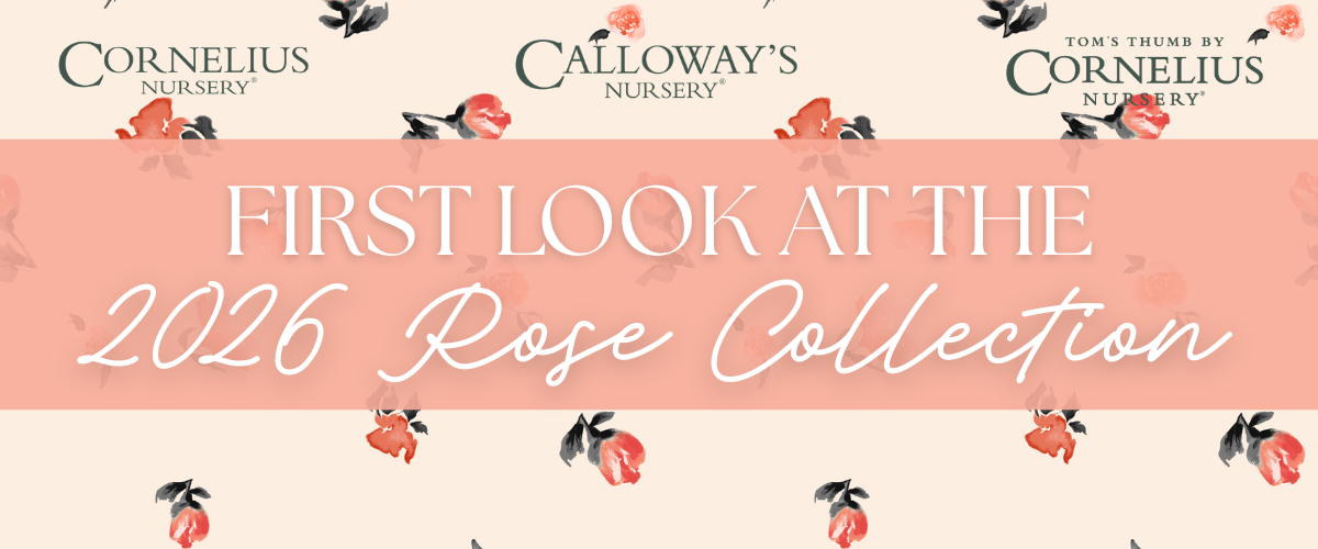 First Look at the 2026 Rose Collection