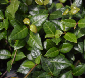 Asian Jasmine Groundcover