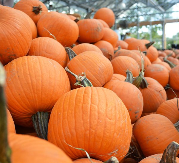 Autumn Harvest