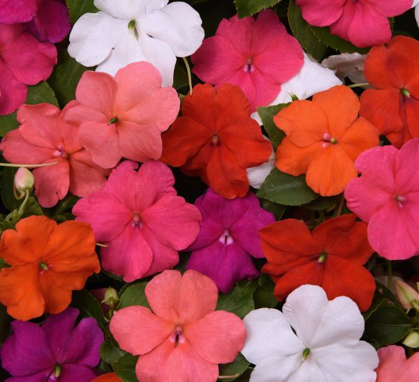 Link to Beacon® Impatiens & Senator iQ and Ambassador Begonias product page