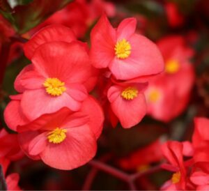 Bronze Leaf Begonias