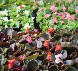 Mix Green Leaf and Bronze Leaf Begonias