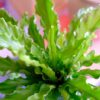 Birdsnest Fern