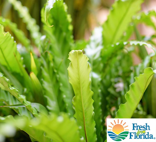 Bird's Nest Fern