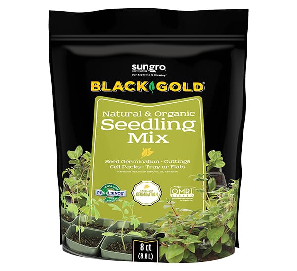 basil seeds planting Sacred Organic Basil Seeds – Grow Aromatic, Heirloom Flavor main image 0