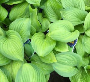 Blew Label Perennials Hosta Guacamole