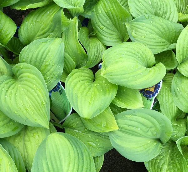 Link to BlewLabel® Perennials product page