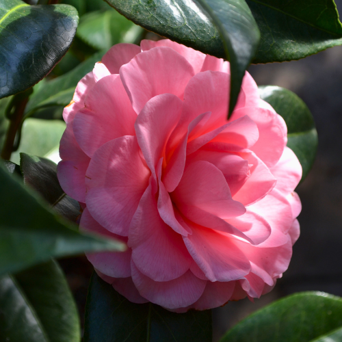 camellia shrub