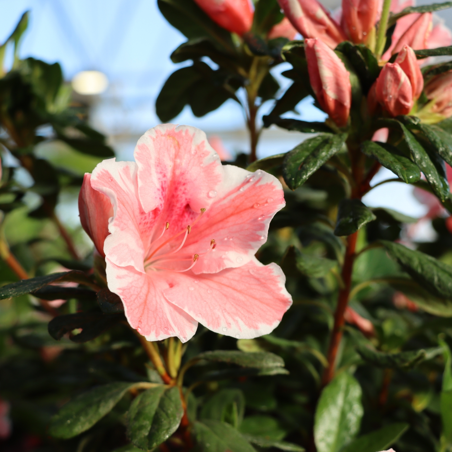 azaleas