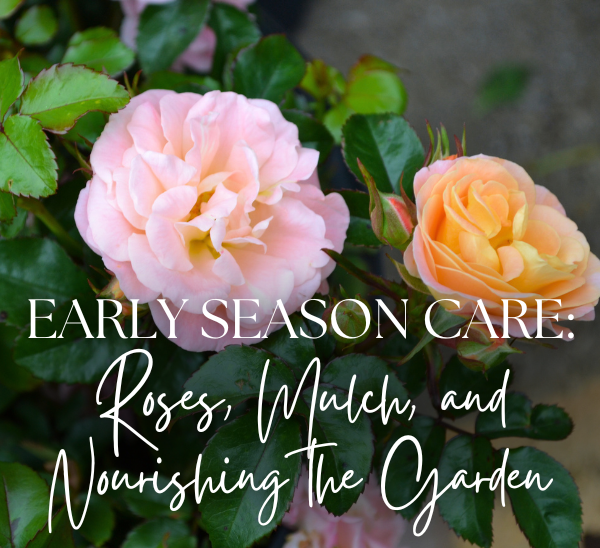 Early Season Care: Roses, Mulch, and Nourishing the Garden