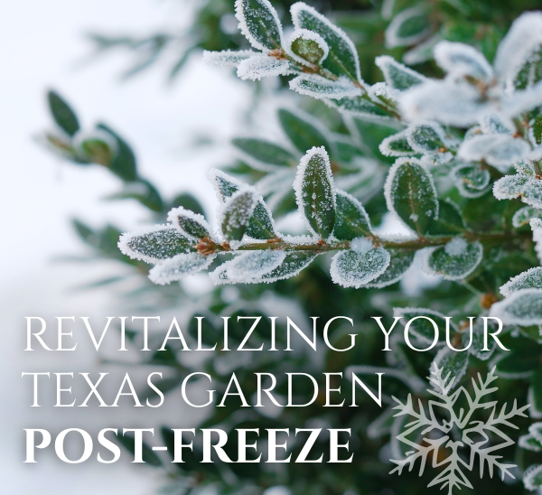 Revitalizing Your Texas Garden Post-Freeze