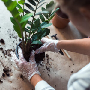 potting a zz plant for an indoor houseplant collection
