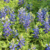 Bluebonnet Seed Shaker Gallery Image