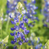 Bluebonnet Seed Shaker Gallery Image