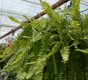 Boston Fern Hanging Baskets