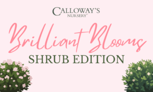 Brilliant Blooms Banner