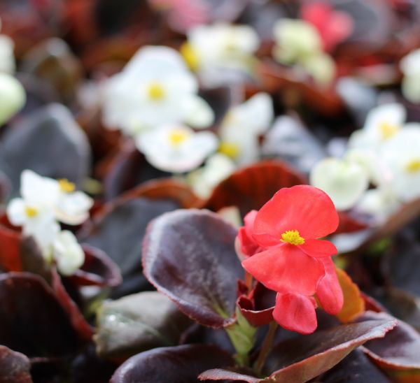 Link to Begonias product page
