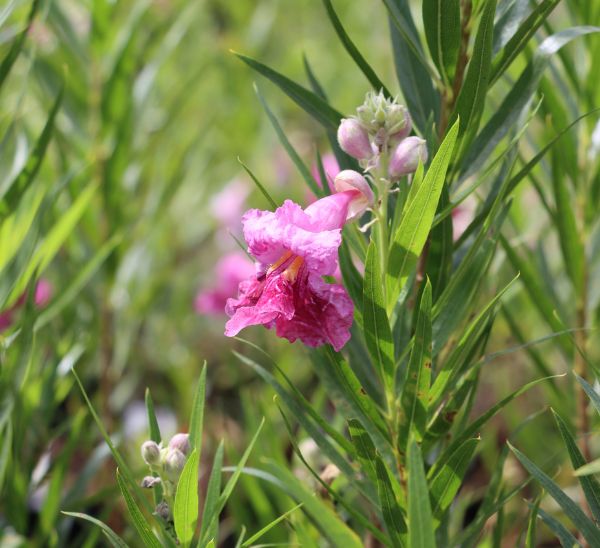 Link to Desert Willow product page