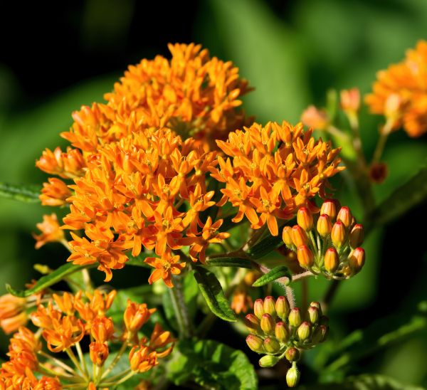 Link to Asclepias product page