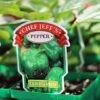 Pepper California Wonder