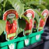 Pepper Red Beauty