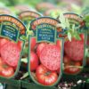 Tomato Mortgage Lifter