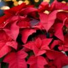 Poinsettias