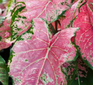 Caladiums