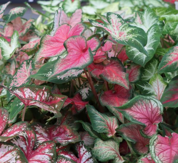 Link to Caladiums product page