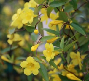 Carolina Jessamine blooming vine