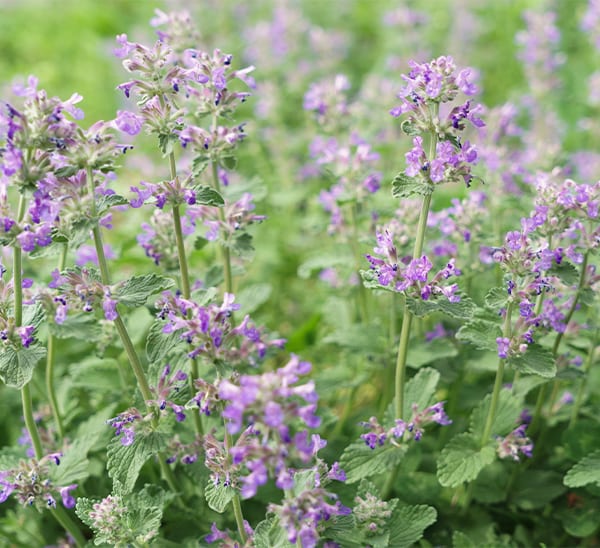 Catnip Calloway's Nursery