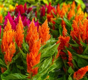 Mixed Celosia