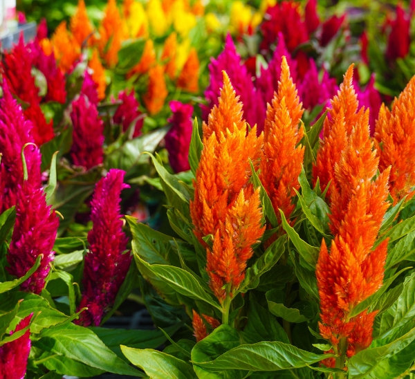 Link to Celosia product page