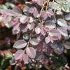 Cerise Charm Fringe Flower Gallery Image
