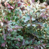 Cerise Charm Fringe Flower Gallery Image