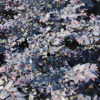 Cerise Charm Fringe Flower Gallery Image