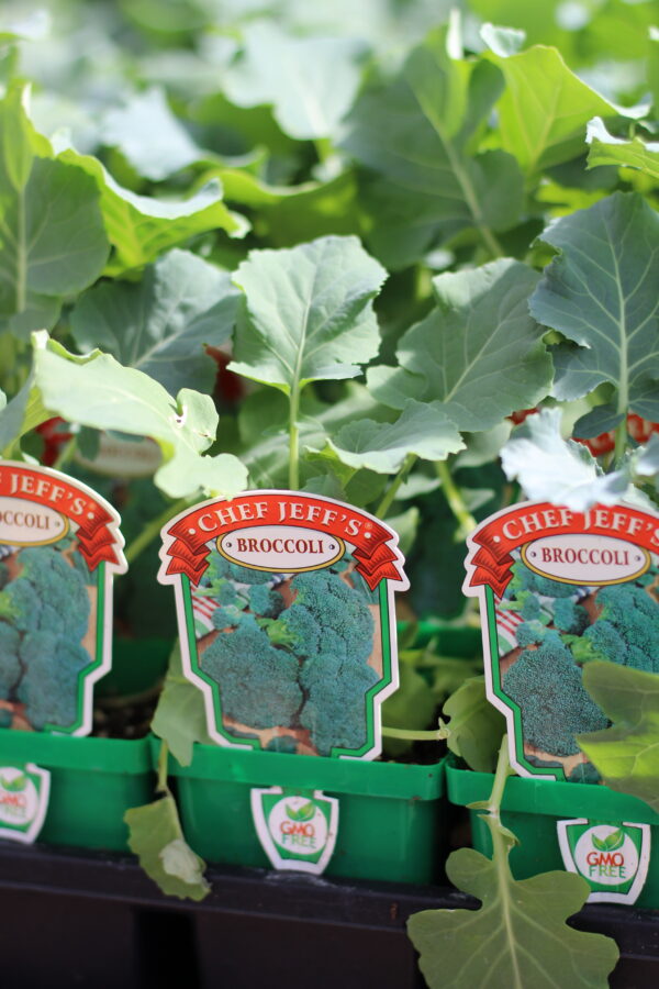 Chef Jeff’s broccoli plant with vibrant green, tightly formed florets and broad leafy foliage, growing in a nursery pot and ready for planting in a home vegetable garden.