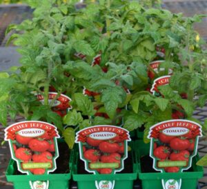 Chef Jeff's Vegetables - Tomatoes