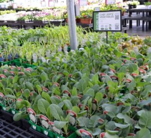 Chef Jeff's mixed vegetable plants