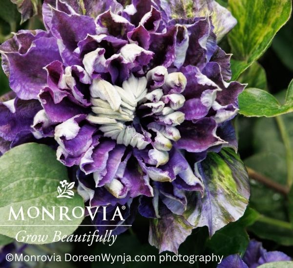 Link to Blooming Vines product page