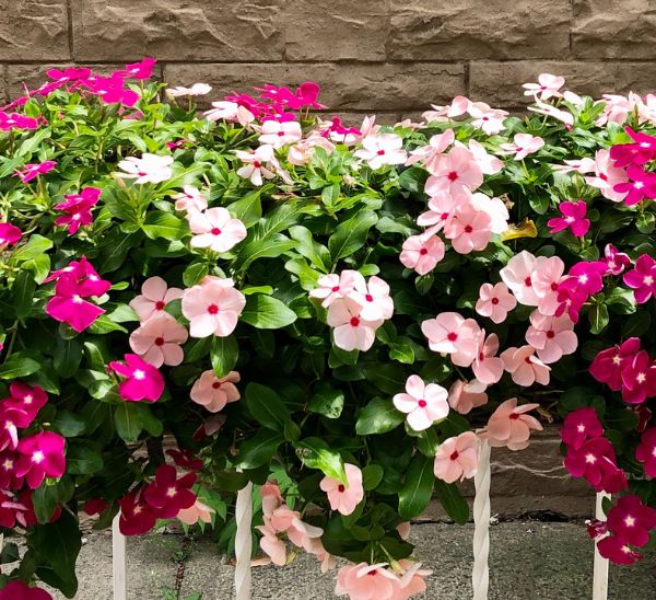 Link to Cora® XDR Vinca product page