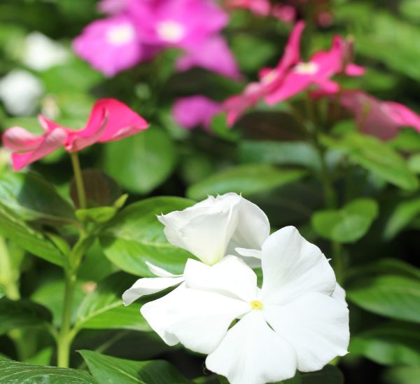 Link to Cora® XDR Vinca product page