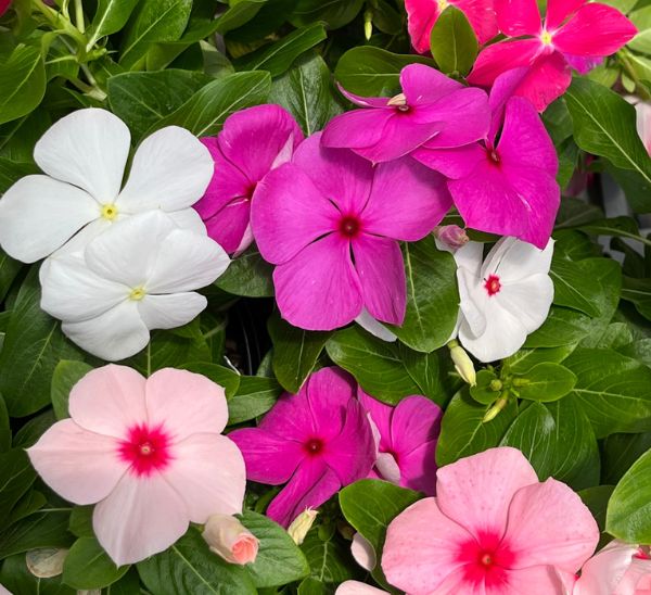 Link to Cora® XDR Vinca product page