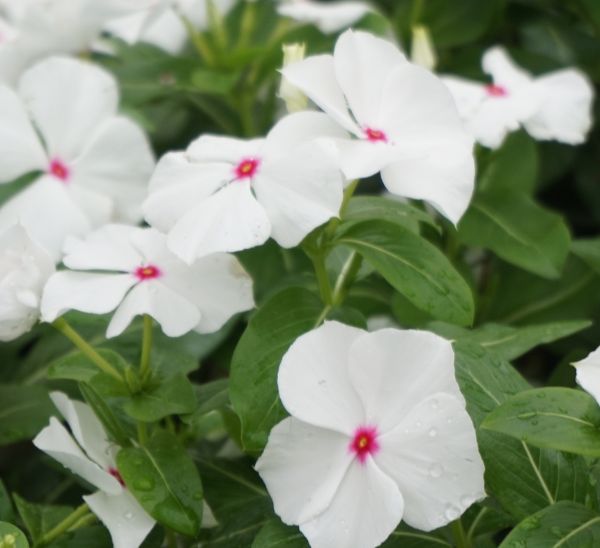 Link to Cora® XDR Vinca product page