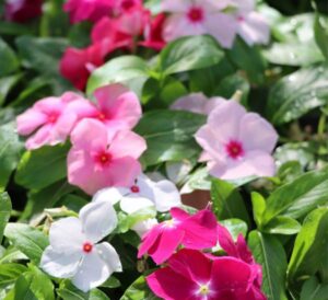 Cora XDR Vinca