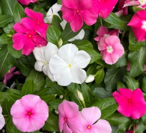 Cora XDR Vinca