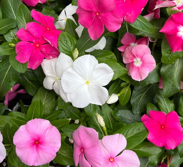 Link to Cora® XDR Vinca product page