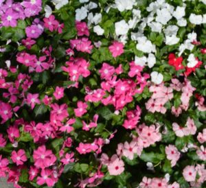 Mixed colors Cora XDR Vinca